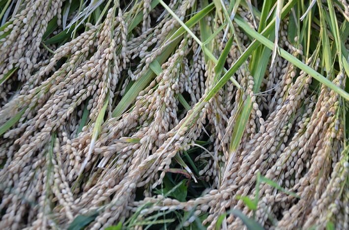 自然栽培